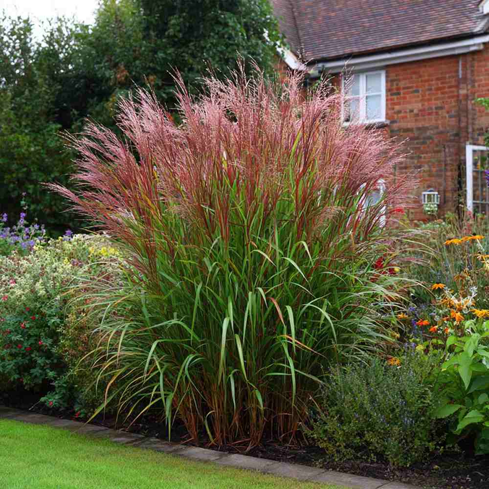 Iarba Elefantului (Miscanthus Sinensis) Red Chief, iarba ornamentala cu spice rosiatice si frunzis elegant pentru gradini moderne, crestere rapida