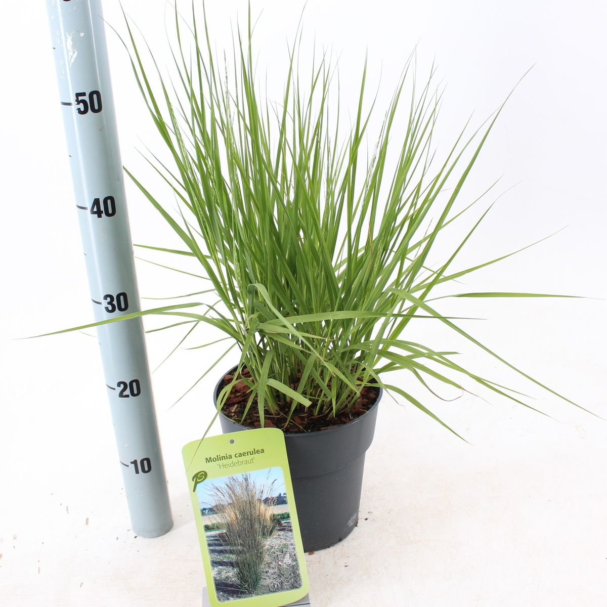 Iarba ornamentala Mireasa mlastinii (Molinia Heidebraut), inflorire vara-toamna, spice elegante aurii