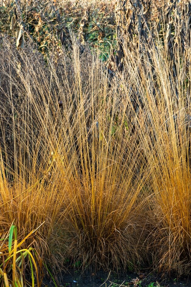 Iarba ornamentala Mireasa mlastinii (Molinia Heidebraut), inflorire vara-toamna, spice elegante aurii