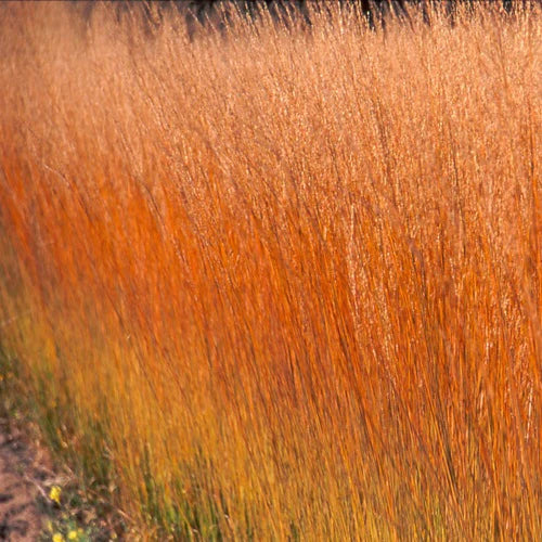 Iarba ornamentala Mireasa mlastinii (Molinia Heidebraut), inflorire vara-toamna, spice elegante aurii