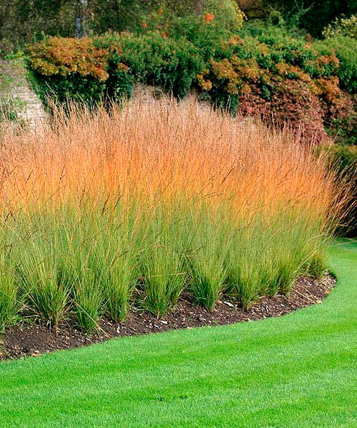 Iarba ornamentala Mireasa mlastinii (Molinia Heidebraut), inflorire vara-toamna, spice elegante aurii