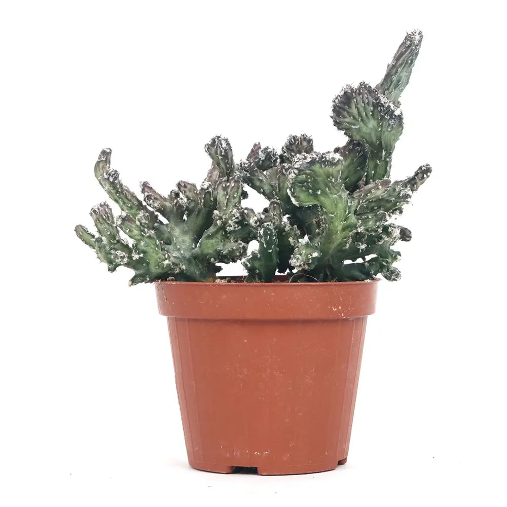 Cactus Crestata Mostruosa, 20 cm, cactus rar de interior sculptural