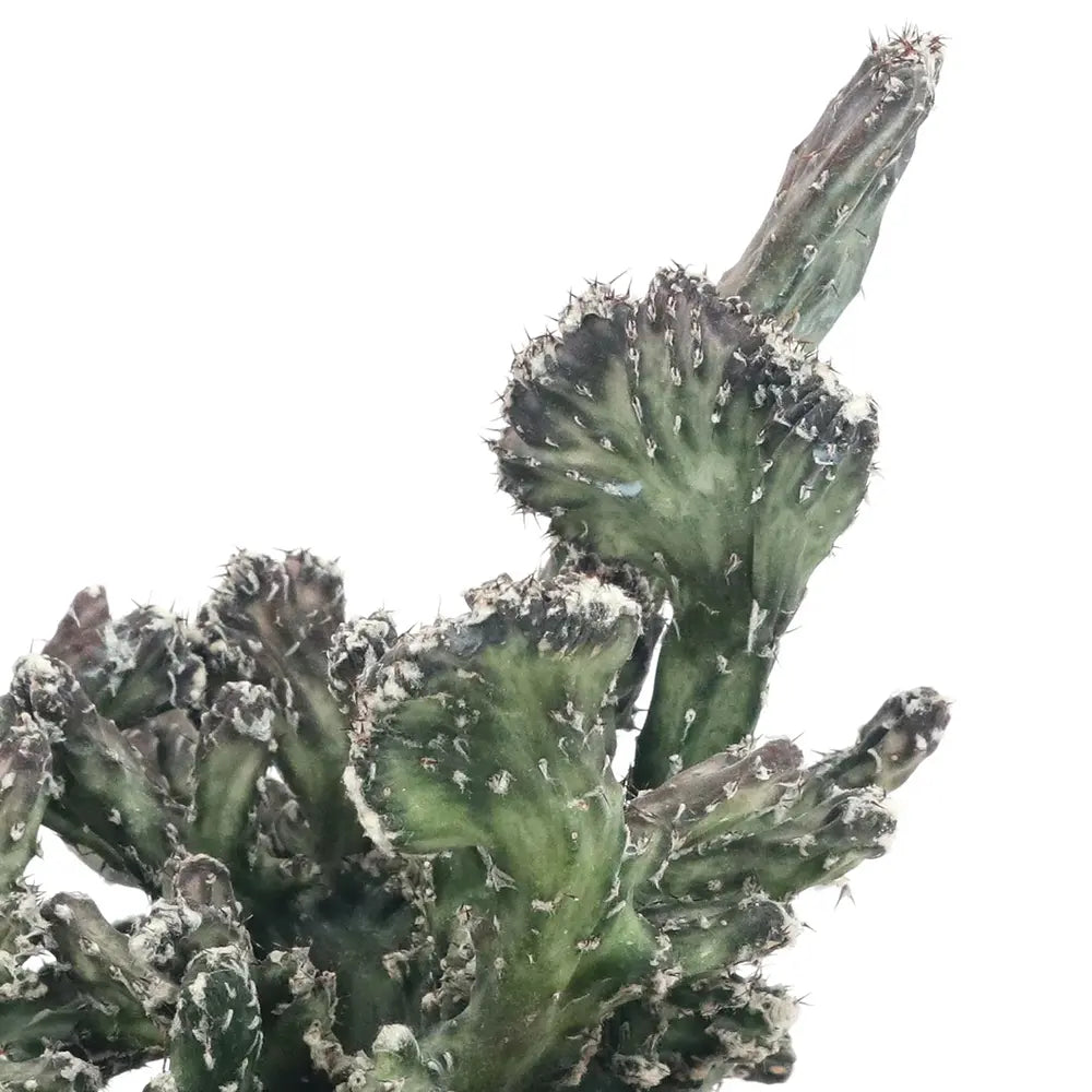 Cactus Crestata Mostruosa, 20 cm, cactus rar de interior sculptural