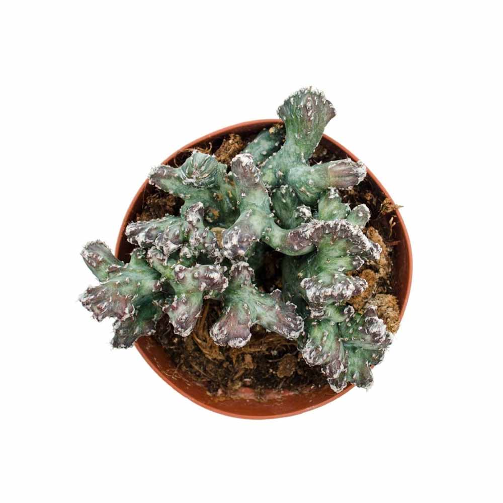 Cactus Crestata Mostruosa, 20 cm, cactus rar de interior sculptural