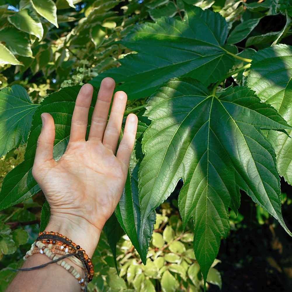 Dud Ornamental Alb (Morus platanifolia), cu frunze mari palmate de platan, pom fructifer ornamental cu coroana larga, de umbra