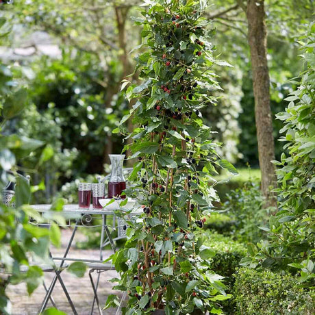 Dud pitic Matsunaga Mojo Berry (Morus rotundifolia), cu fructe negre dulci, an 2 pe rod