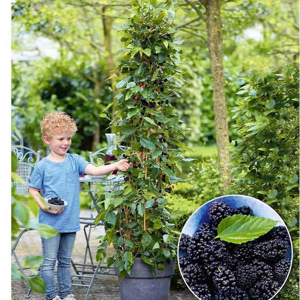 Dud pitic Matsunaga Mojo Berry (Morus rotundifolia), cu fructe negre dulci, an 2 pe rod