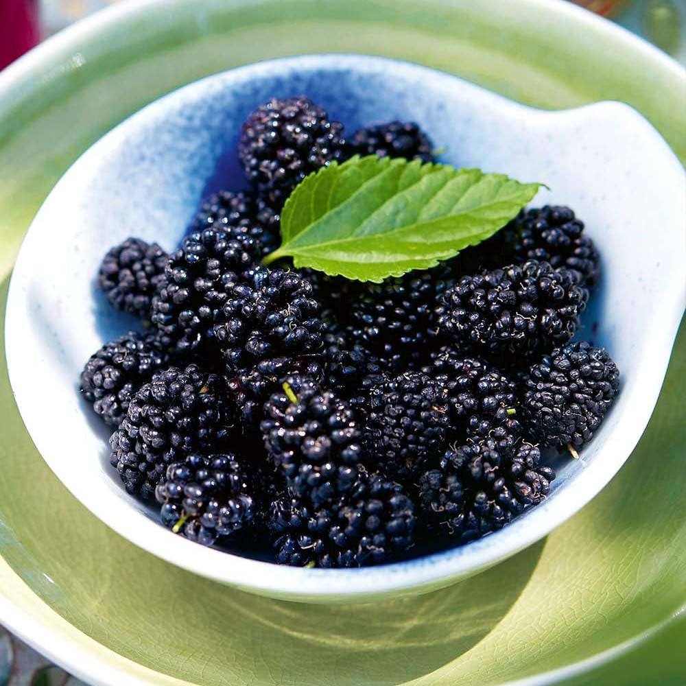 Dud pitic Matsunaga Mojo Berry (Morus rotundifolia), cu fructe negre dulci, an 2 pe rod