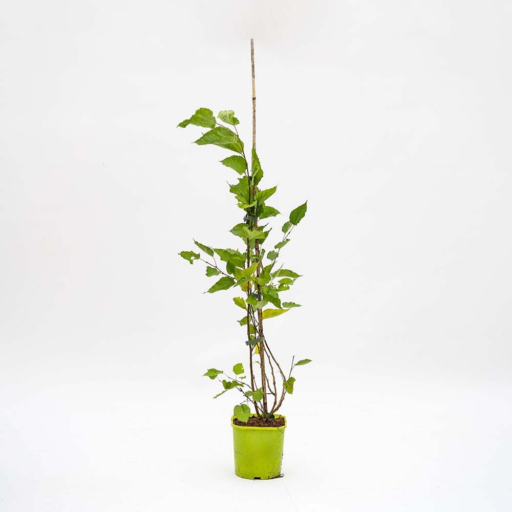 Dud pitic Matsunaga Mojo Berry (Morus rotundifolia), cu fructe negre dulci, an 2 pe rod