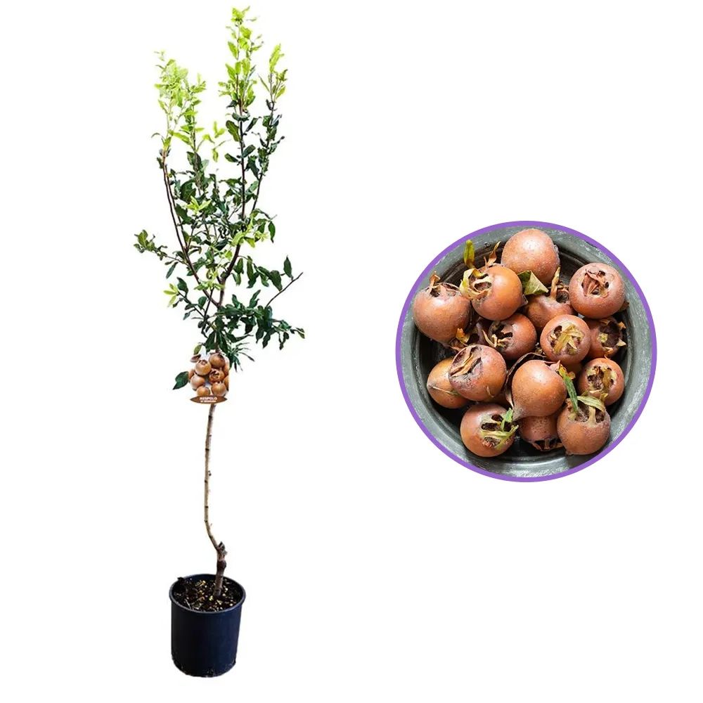 Mosmon (Mespilus germanica), cu fructe dulci-acrisoare, an 2 pe rod