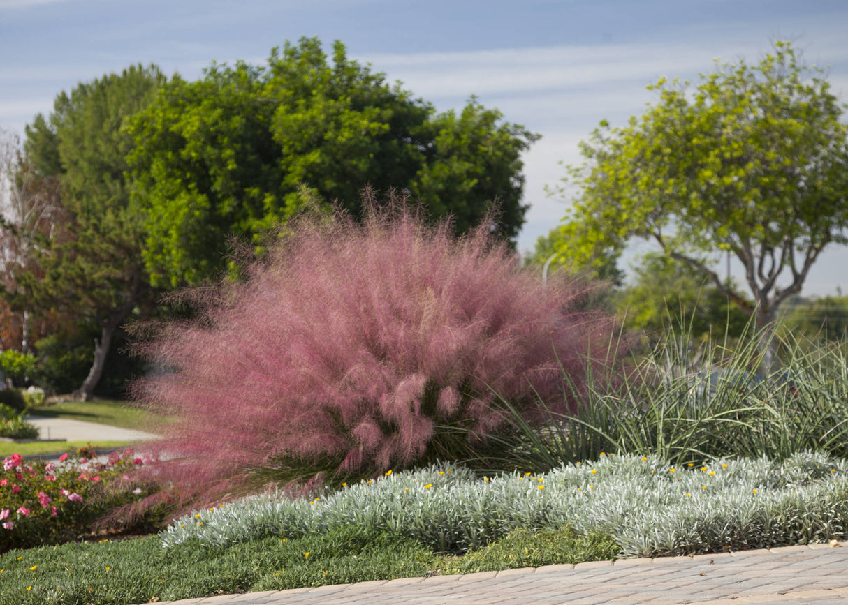 Iarba Decorativa roz-purpuriu Texas (Muhlenbergia Capillaris), iarba cu flori roz spectaculoase, perena, tolereaza seceta