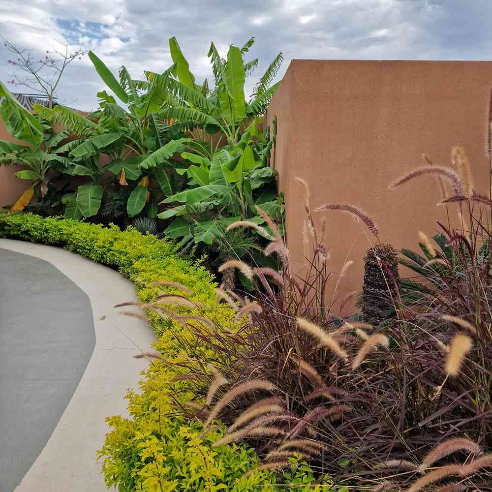 Bananier rosu Ever red, 60 cm, planta exotica cu frunze rosiatice, decorativa, pentru interior si terasa