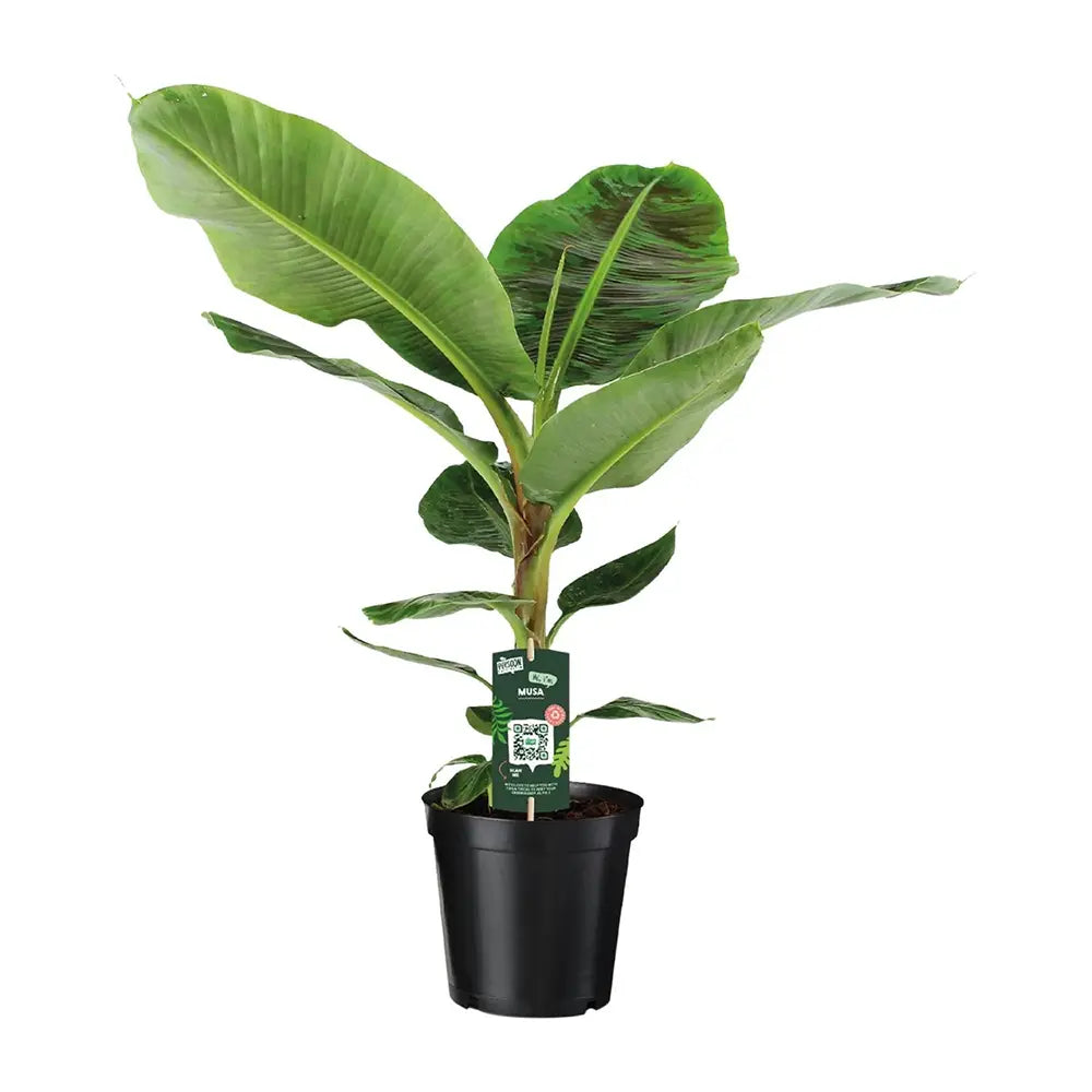 Bananier Pitic Dwarf Cavendish, 100 cm, planta exotica de interior, fructe dulci comestibile, crestere rapida