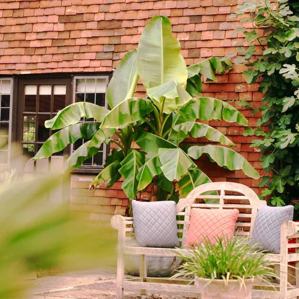 Bananier japonez (Musa Basjoo), 35 cm, rezistent la frig, suporta -10°C, ideal gradina sau interior