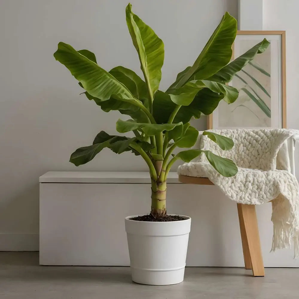 Bananier japonez (Musa Basjoo), rezistent la frig, suporta -10°C, ideal gradina sau interior