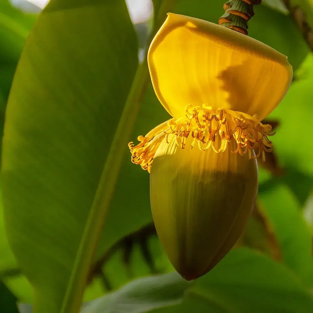 Bananier japonez (Musa Basjoo), 35 cm, rezistent la frig, suporta -10°C, ideal gradina sau interior