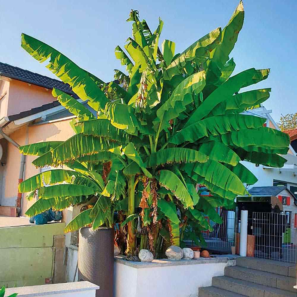 Bananier japonez (Musa Basjoo), 35 cm, rezistent la frig, suporta -10°C, ideal gradina sau interior