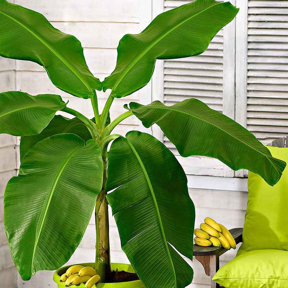 Bananier japonez (Musa Basjoo), 35 cm, rezistent la frig, suporta -10°C, ideal gradina sau interior