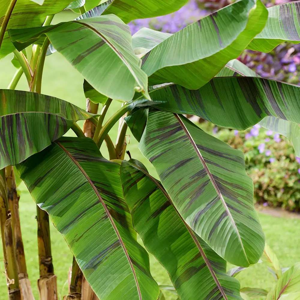 Bananier rosu Ever red, 60 cm, planta exotica cu frunze rosiatice, decorativa, pentru interior si terasa