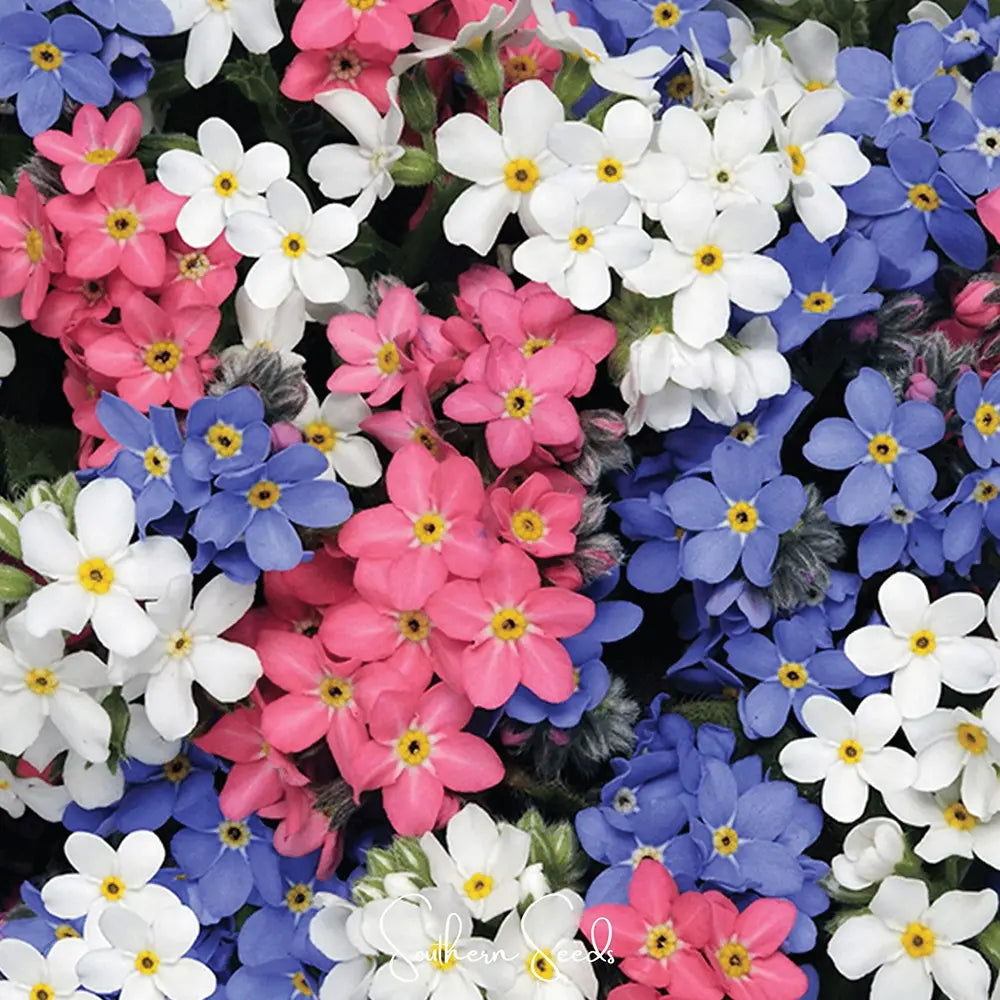 Floare de Nu-Ma-Uita Tricolor, Myosotis Trio, flori de primavara, semiumbra, borduri, plante de margine, atrage albinele