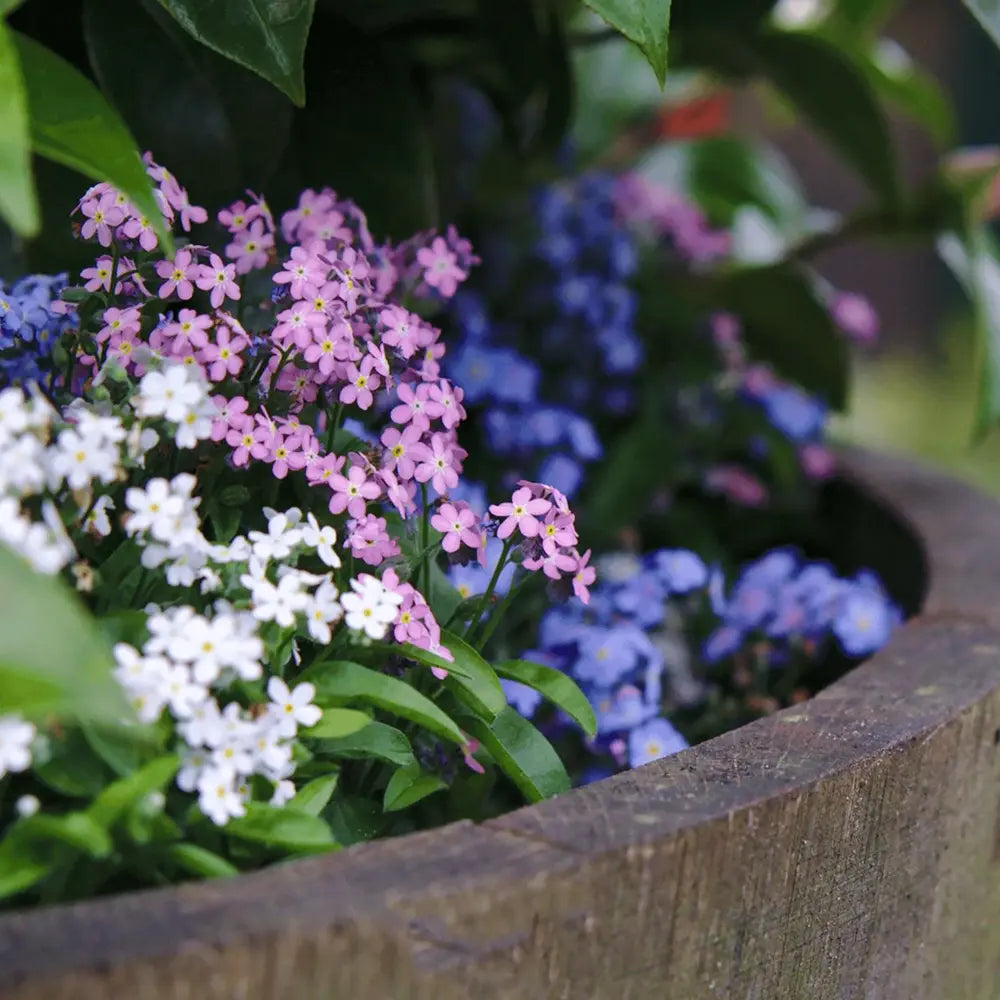Floare de Nu-Ma-Uita Tricolor, Myosotis Trio, flori de primavara, semiumbra, borduri, plante de margine, atrage albinele