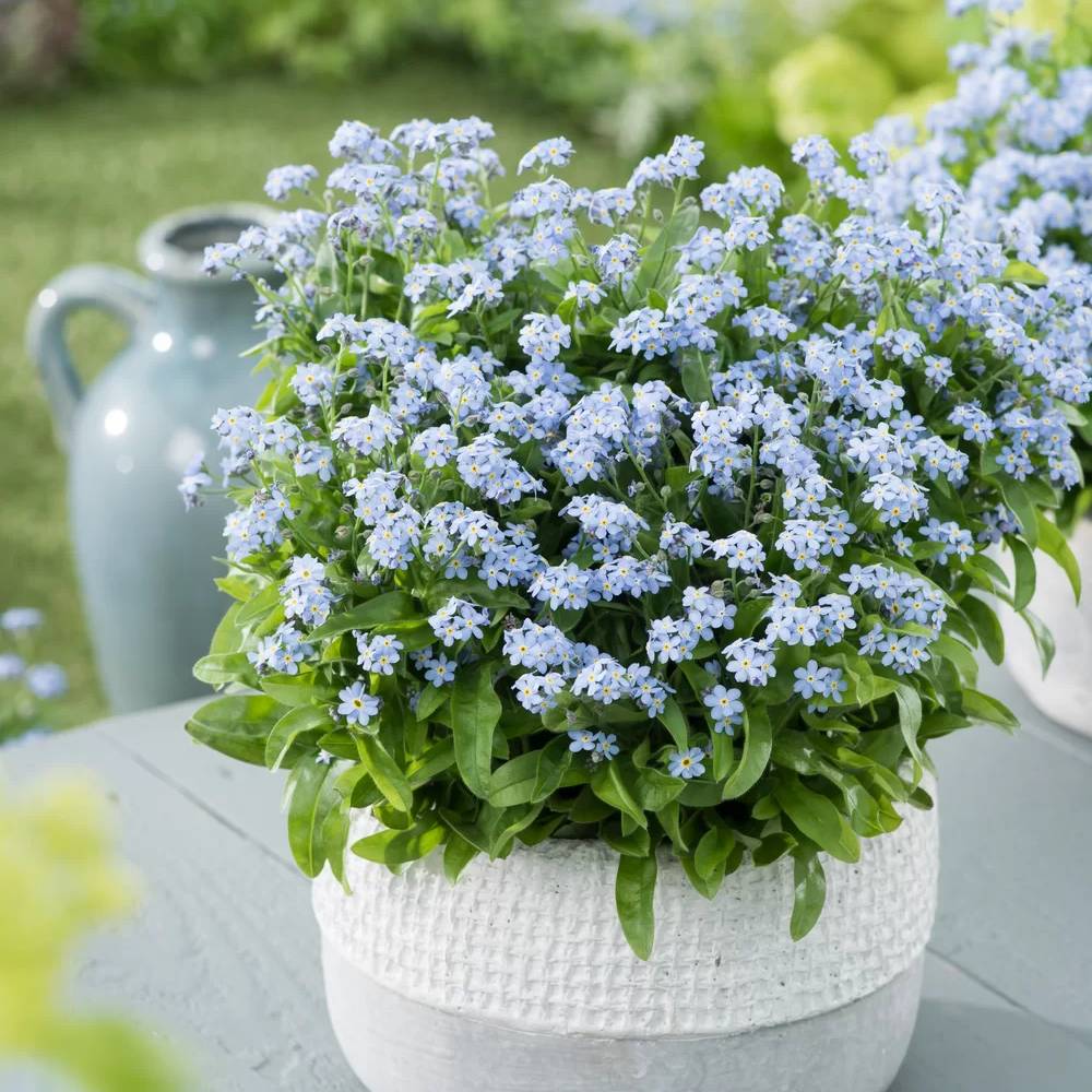 Floare de Nu-Ma-Uita Myosotis Mon Amie,flori de primavara, semiumbra, borduri, ghivece, plante melifere pentru gradina