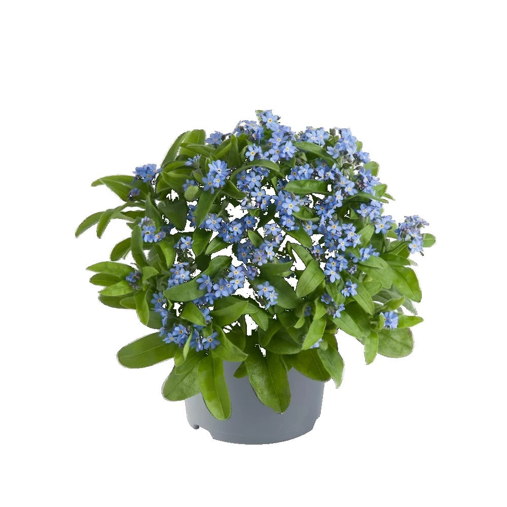 Floare de Nu-Ma-Uita Myosotis Mon Amie,flori de primavara, semiumbra, borduri, ghivece, plante melifere pentru gradina