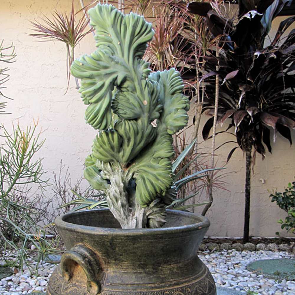 Cactus Coral Albastru Myrtillocactus Geometrizans Cristata, cactus decorativ de interior cu forma arhitecturala - 2025 cm