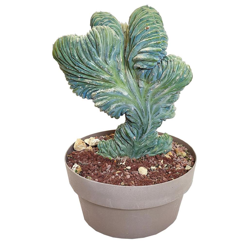 Cactus Coral Albastru Myrtillocactus Geometrizans Cristata, cactus decorativ de interior cu forma arhitecturala - 2025 cm