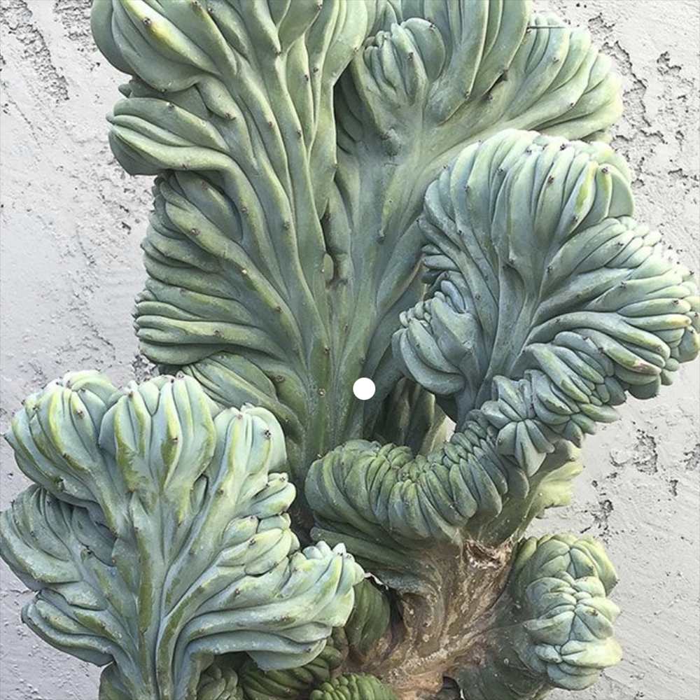 Cactus Coral Albastru Myrtillocactus Geometrizans Cristata, cactus decorativ de interior cu forma arhitecturala - 2025 cm