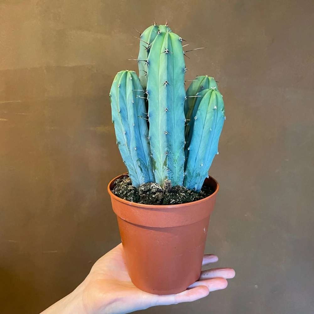 Cactus Albastru Myrtillocactus geometrizans, cactus decorativ de interior cu forma arhitecturala