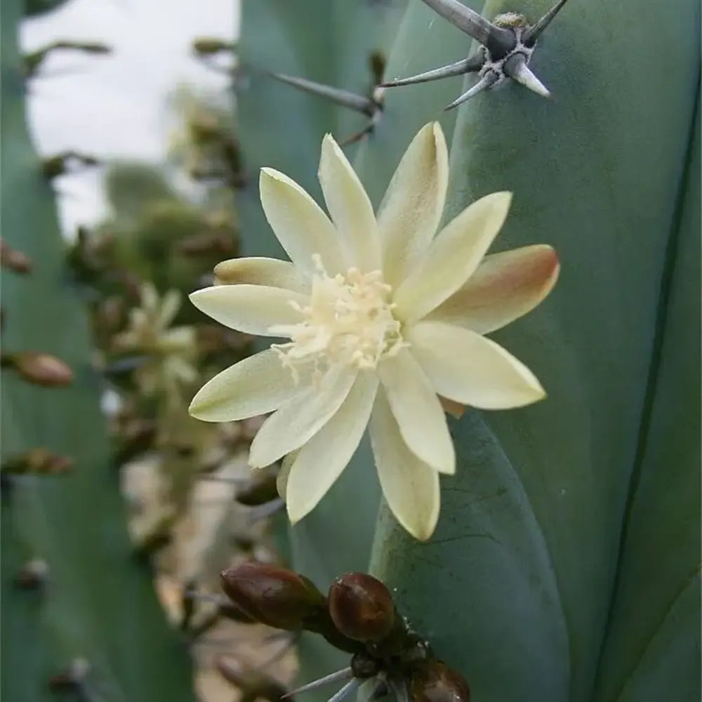 Cactus Albastru Myrtillocactus geometrizans, cactus decorativ de interior cu forma arhitecturala - 10-15 cm