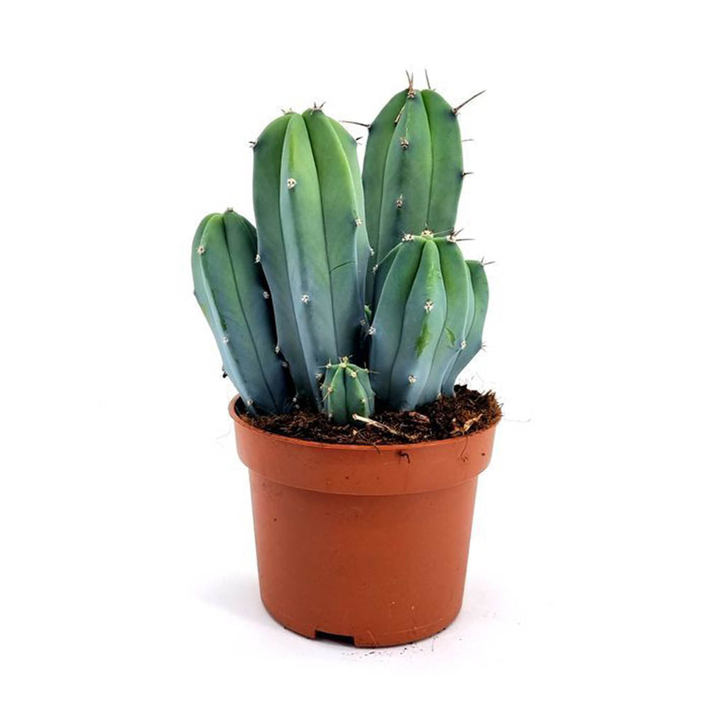 Cactus Albastru Myrtillocactus geometrizans, cactus decorativ de interior cu forma arhitecturala - 10-15 cm