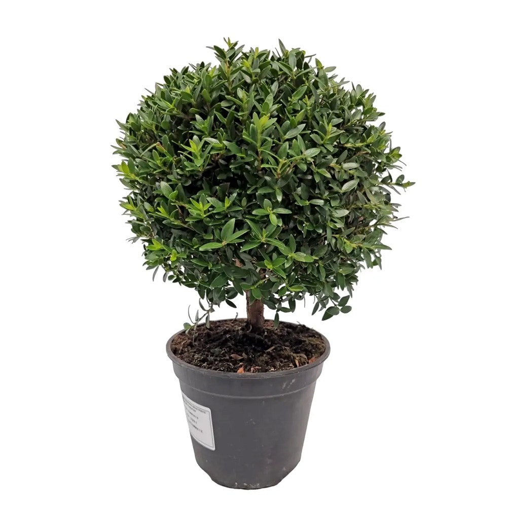 Mirt Copacel (Myrtus Communis), pomisor vesnic verde, mediteranean, cu frunze parfumate si flori albe