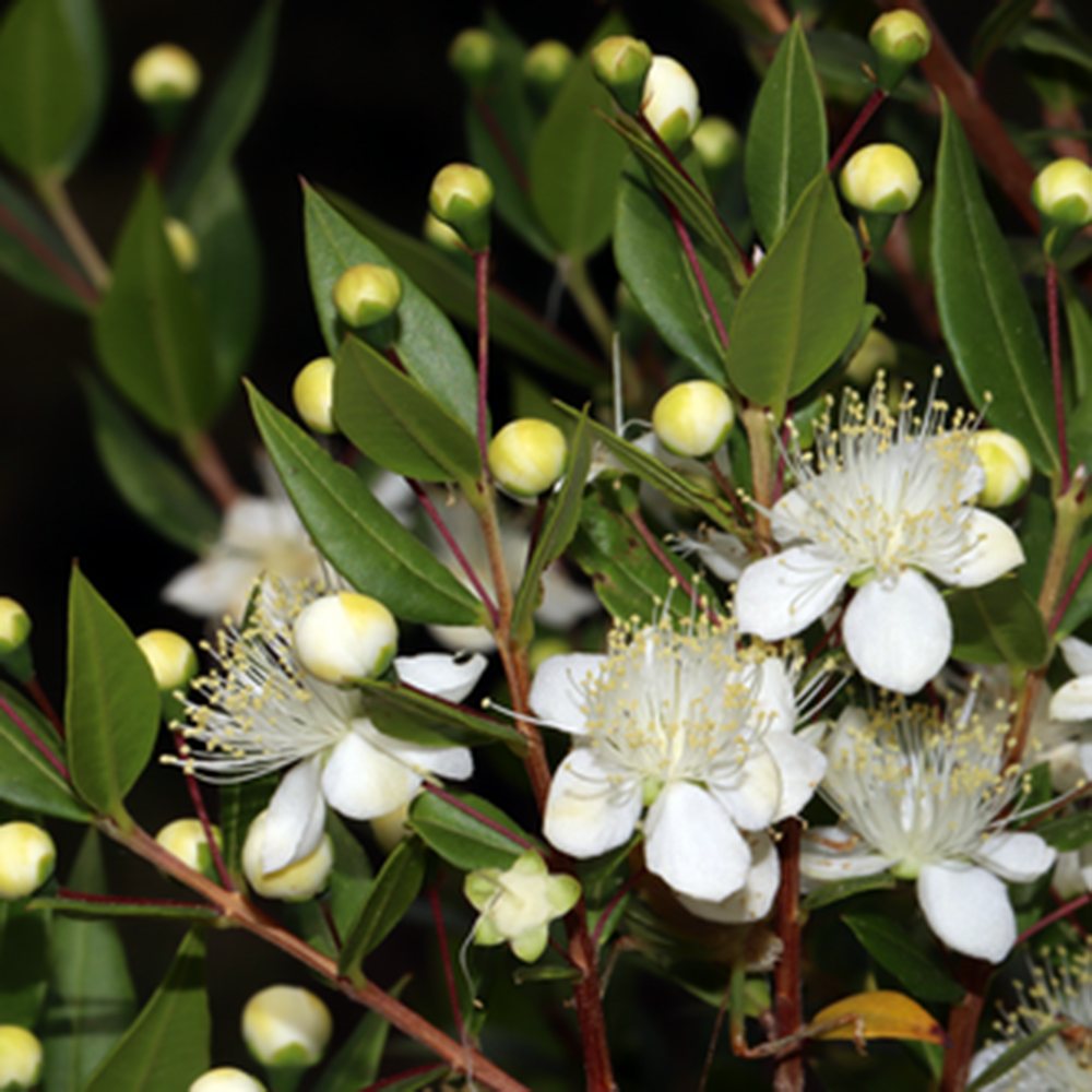 Mirt Copacel (Myrtus Communis), pomisor vesnic verde, mediteranean, cu frunze parfumate si flori albe