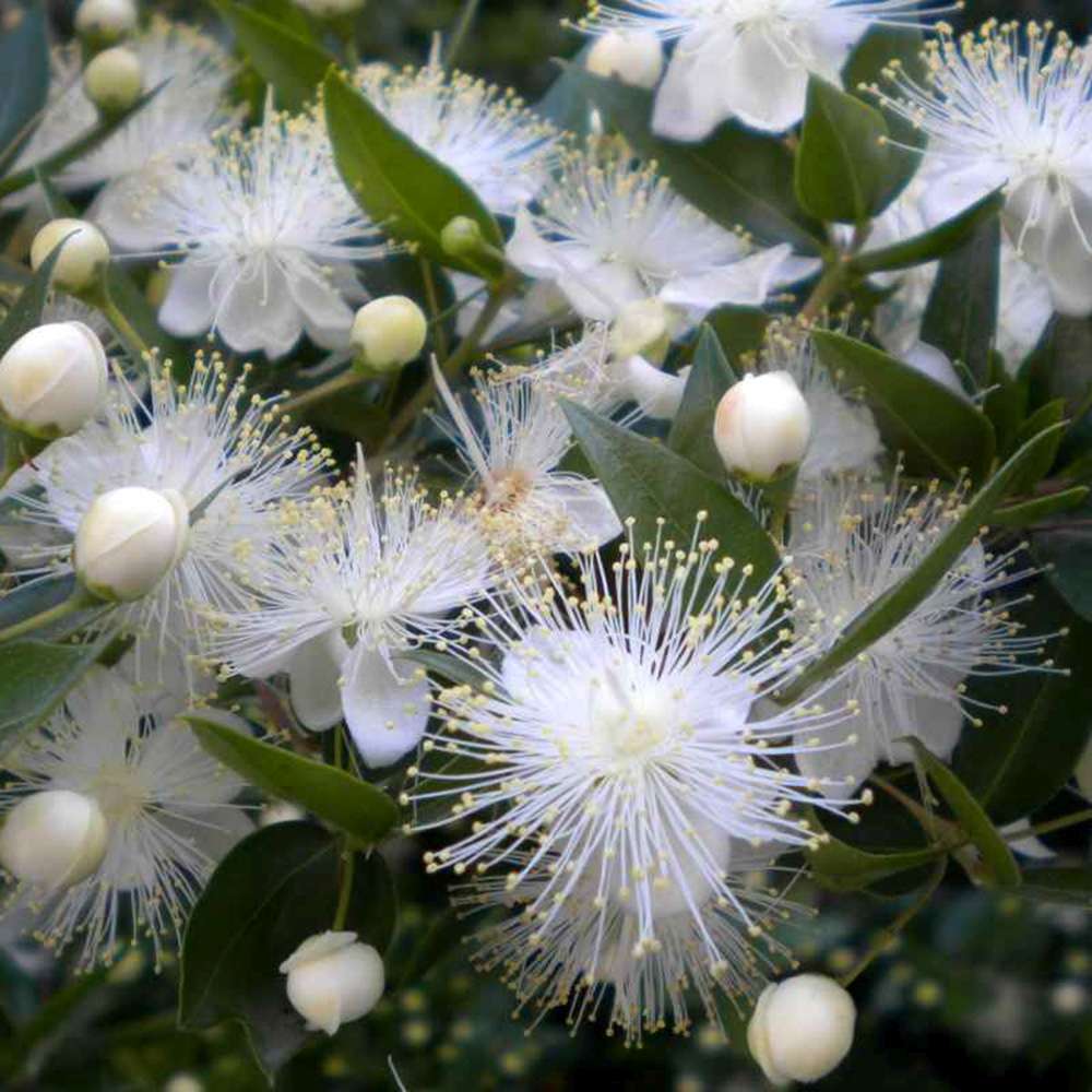 Mirt Copacel (Myrtus Communis), pomisor vesnic verde, mediteranean, cu frunze parfumate si flori albe