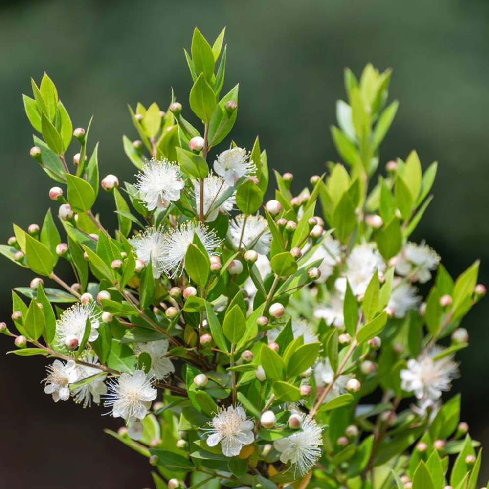 Mirt Copacel (Myrtus Communis), pomisor vesnic verde, mediteranean, cu frunze parfumate si flori albe