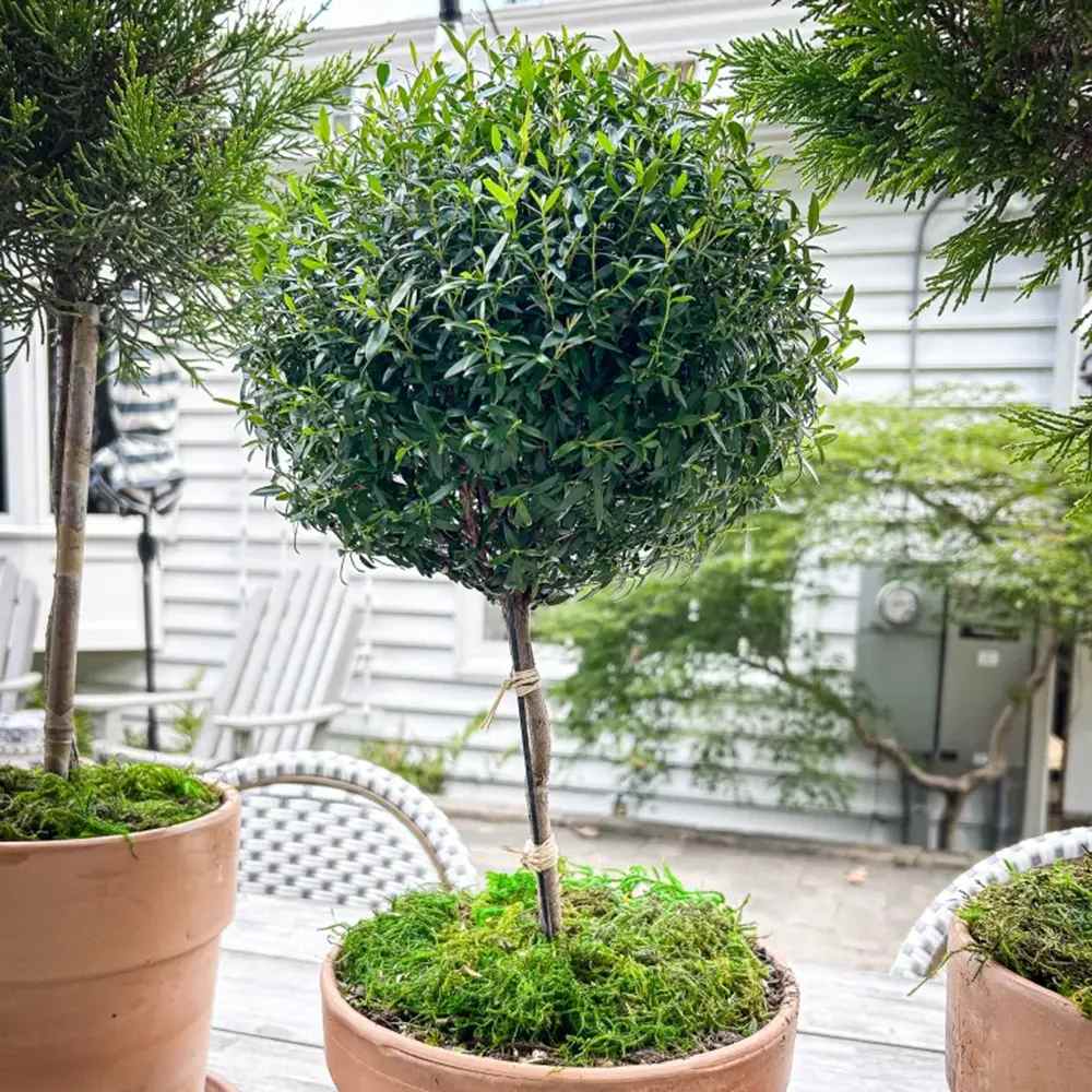 Mirt Copacel (Myrtus Communis), pomisor vesnic verde, mediteranean, cu frunze parfumate si flori albe