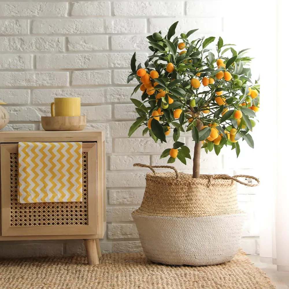 Pom Portocal Margarita Kumquat - 60 cm, cu fructe dulci la exterior si acrisoare la interior, an 2 pe rod