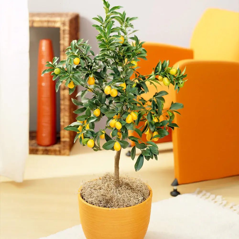 Pom Portocal Margarita Kumquat - 60 cm, cu fructe dulci la exterior si acrisoare la interior, an 2 pe rod