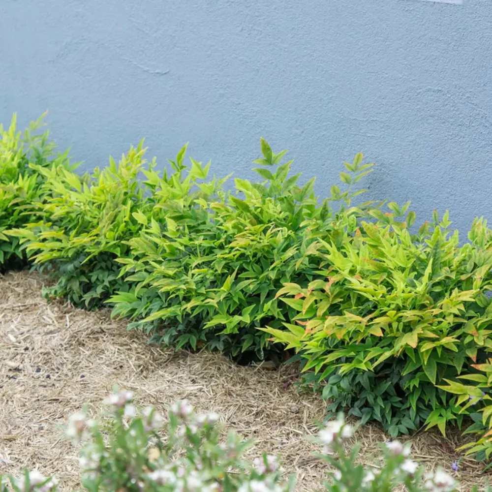 Bambus Sacru Nandina Lemon-Lime, decorativ cu frunze galben-verzui, arbust vesnic verde, gradina japoneza, feng hhui