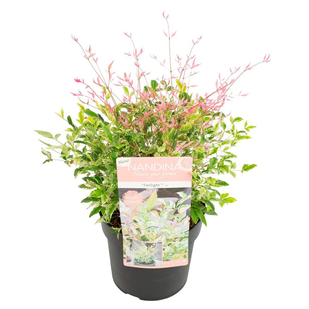 Bambus Sacru Twilight, arbust compact vesnic verde cu frunzis multicolor roz, alb si verde