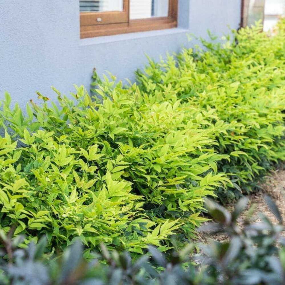 Bambus Sacru Nandina Lemon-Lime, decorativ cu frunze galben-verzui, arbust vesnic verde, gradina japoneza, feng hhui