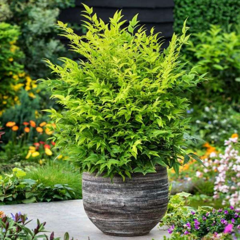 Bambus Sacru Nandina Lemon-Lime, decorativ cu frunze galben-verzui, arbust vesnic verde, gradina japoneza, feng hhui