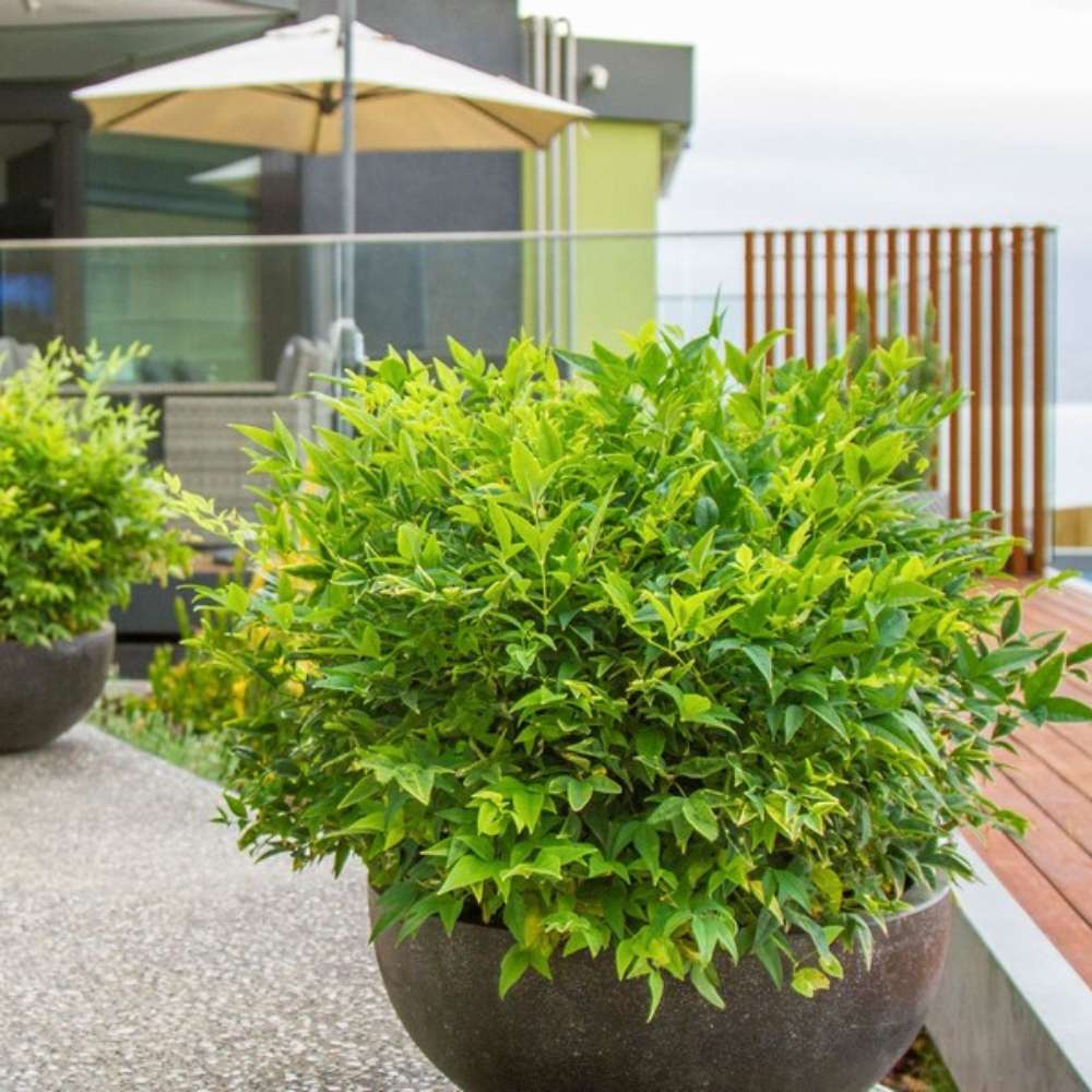 Bambus Sacru Nandina Lemon-Lime, decorativ cu frunze galben-verzui, arbust vesnic verde, gradina japoneza, feng hhui