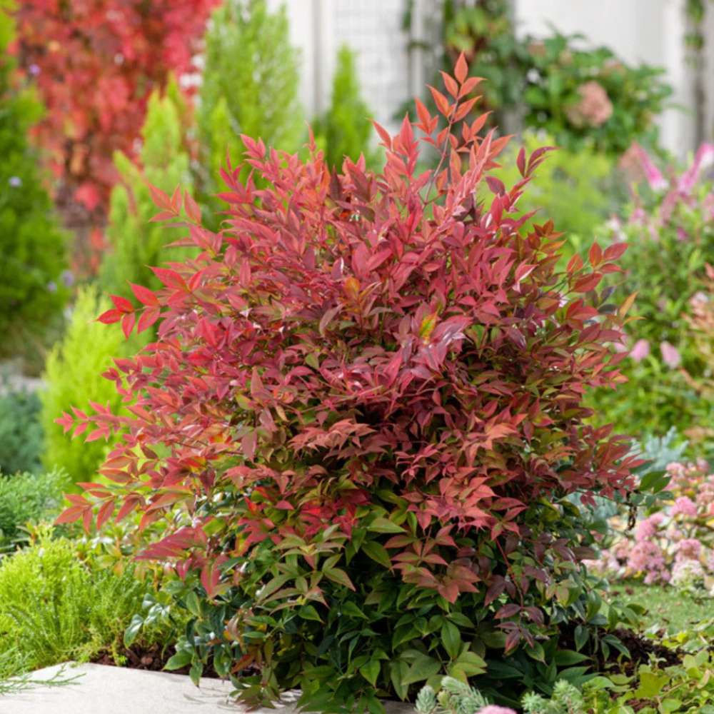 Bambus Sacru Rosu Nandina Obsessed, vesnic verde, frunzis roz-rosu, decorativ, ghiveci sau gradina, gradina japoneza, feng hhui