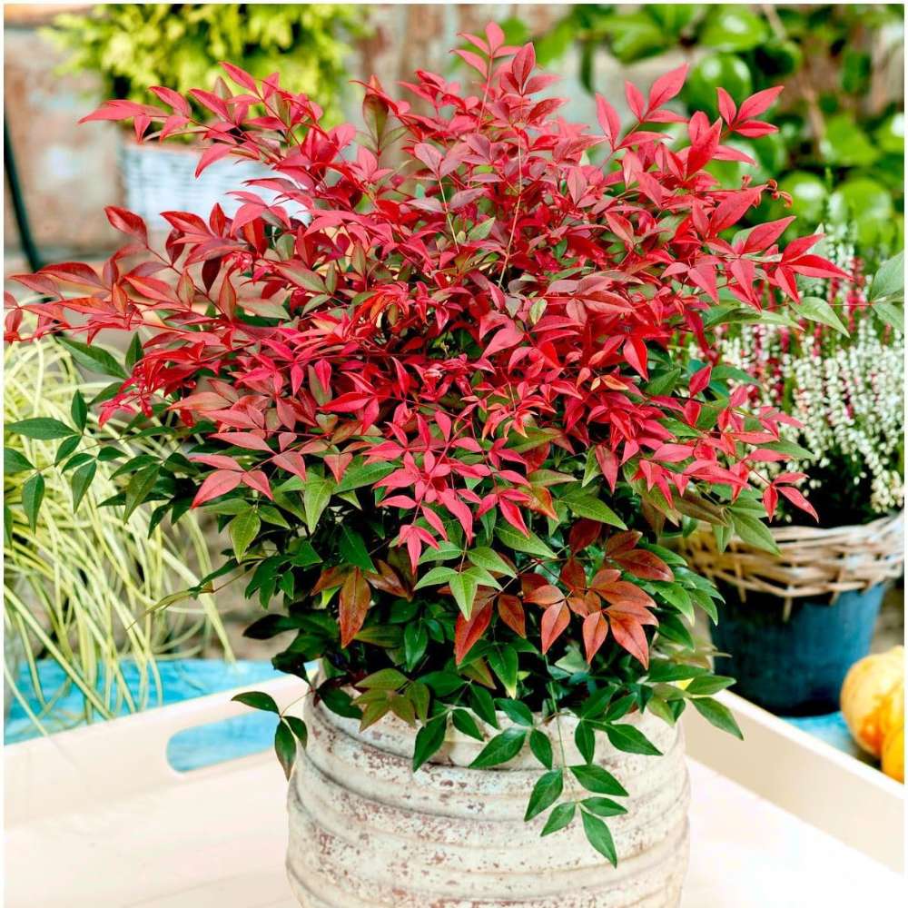 Bambus Sacru Rosu Nandina Obsessed, vesnic verde, frunzis roz-rosu, decorativ, ghiveci sau gradina, gradina japoneza, feng hhui