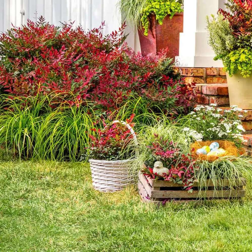 Bambus Sacru Rosu Nandina Obsessed, vesnic verde, frunzis roz-rosu, decorativ, ghiveci sau gradina, gradina japoneza, feng hhui