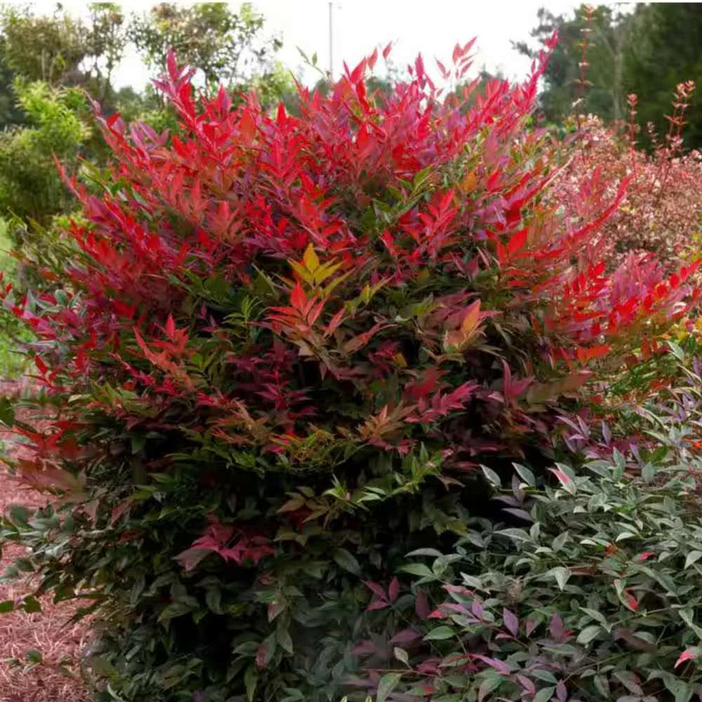 Bambus Sacru Rosu Nandina Obsessed, vesnic verde, frunzis roz-rosu, decorativ, ghiveci sau gradina, gradina japoneza, feng hhui