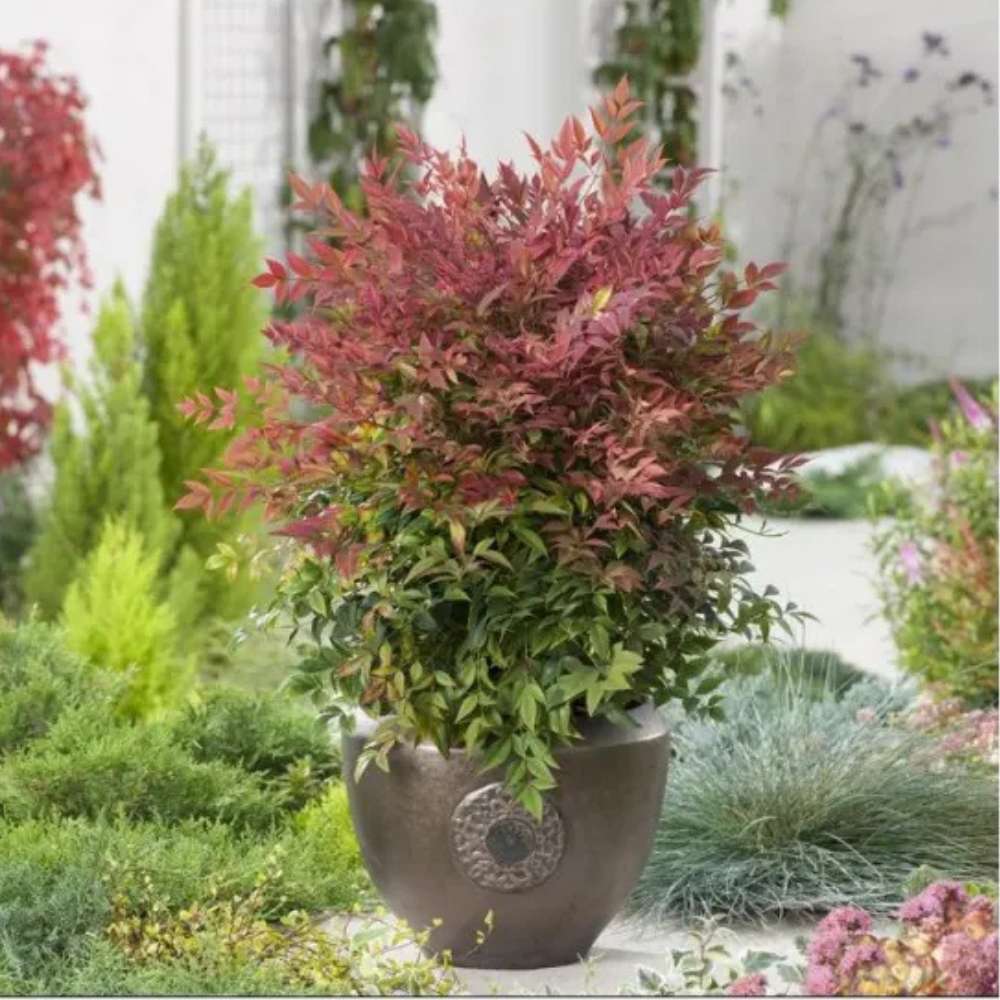 Bambus Sacru Rosu Nandina Obsessed, vesnic verde, frunzis roz-rosu, decorativ, ghiveci sau gradina, gradina japoneza, feng hhui